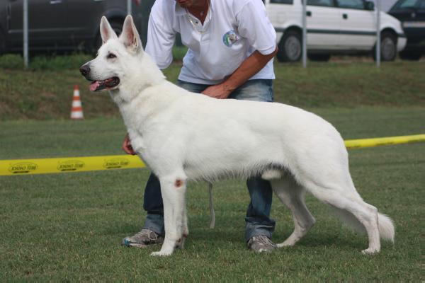 Rudy | White Swiss Shepherd Dog 