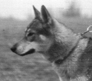 Abe Z Molu | Czechoslovakian Wolfdog 