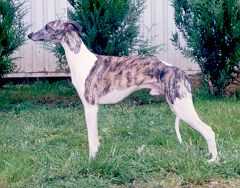 Savilepark SCOUNDREL at Sylbecq | Whippet 