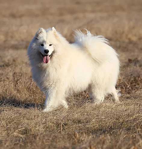 Astrid Vivyen | Samoyed 