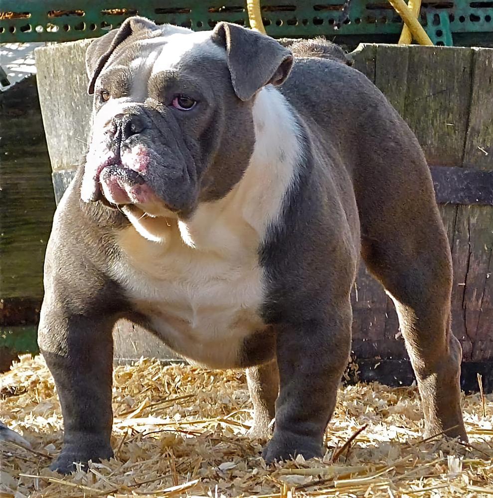 NBBZ'S Hater Public Enemy 1 | Olde English Bulldogge 