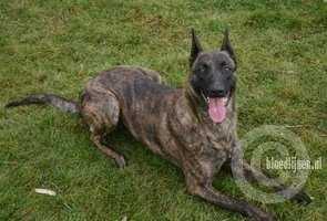 Diesel | Dutch Shepherd 