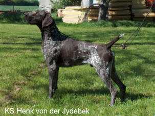 Henk KS von der Jydebek | German Shorthaired Pointer 