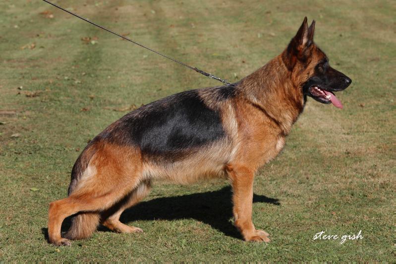 Wanda vom Treuenbrietzener Land | German Shepherd Dog 