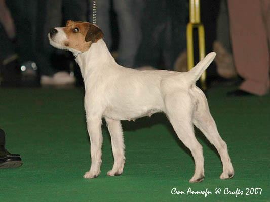 Miss Teeq of Andralok | Parson Russell Terrier 