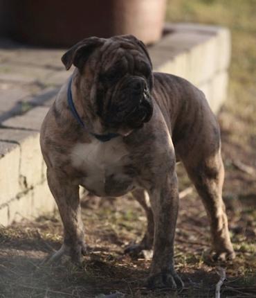 Nunley's Mr. T | Olde English Bulldogge 