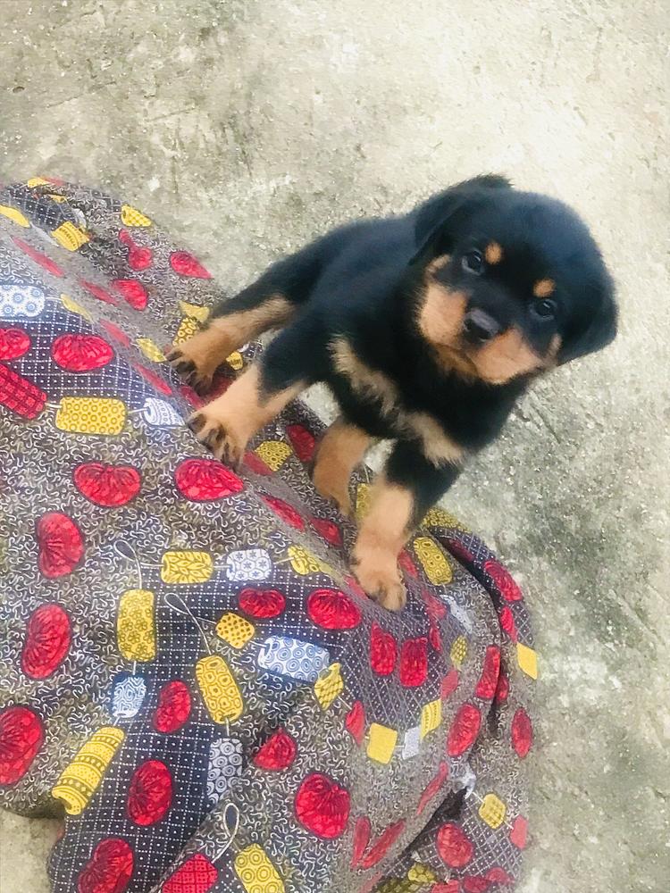 Asha Von Ronah | Rottweiler 