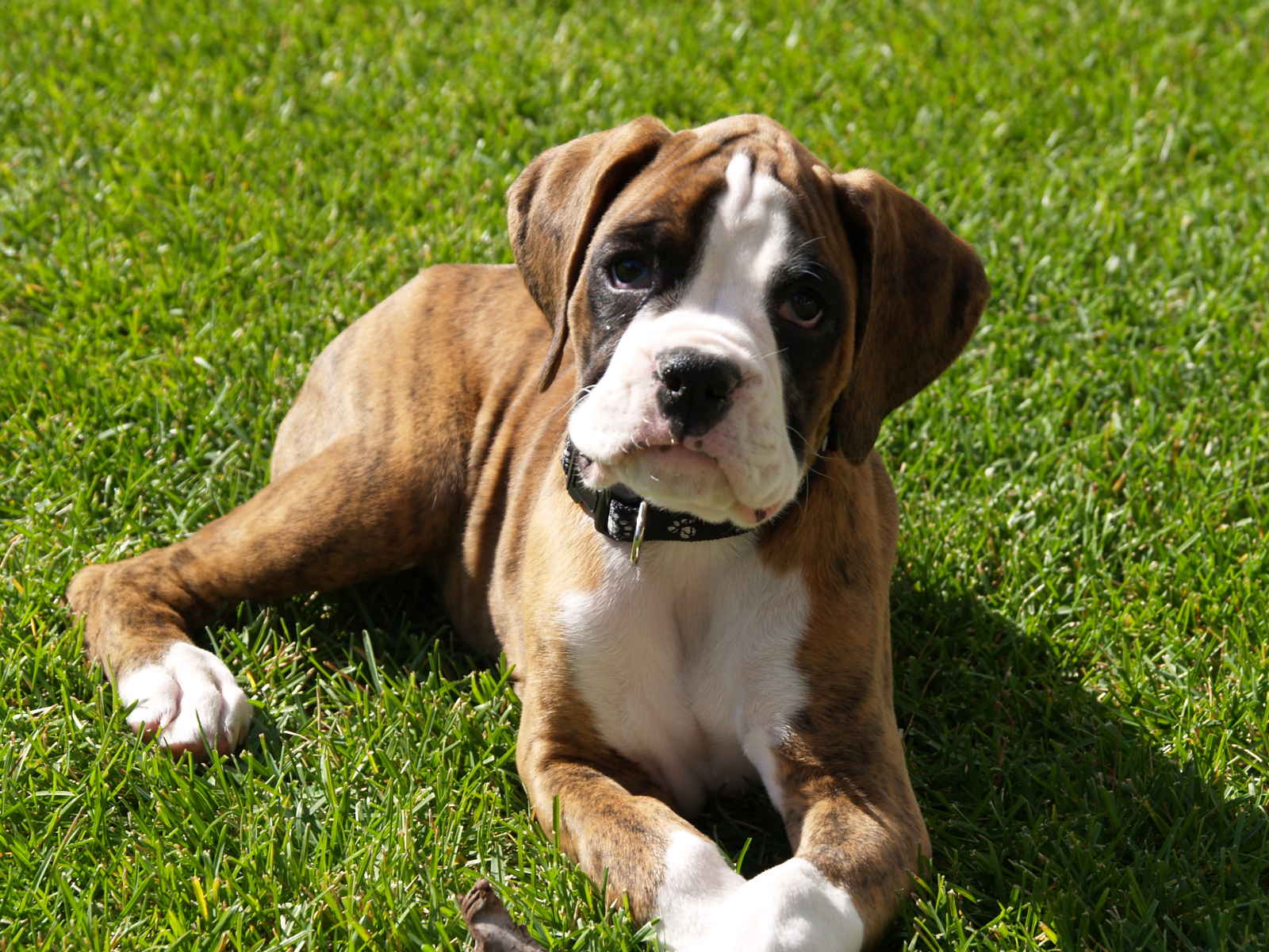 Boxer