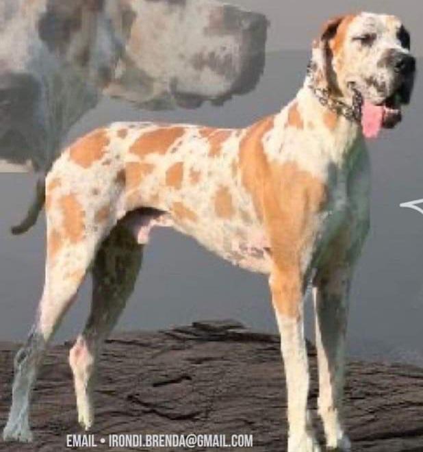 Hercules Irondi | Great Dane 