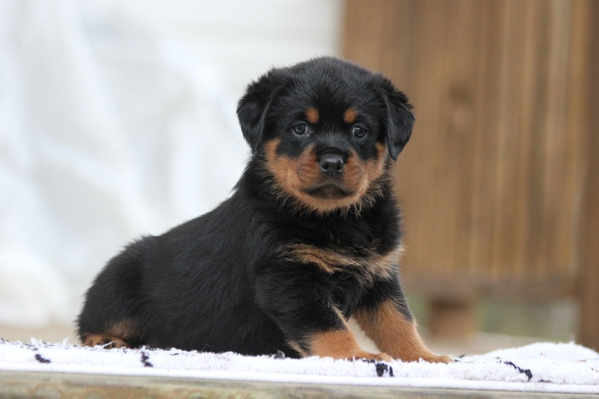 TBR Frankie | Rottweiler 