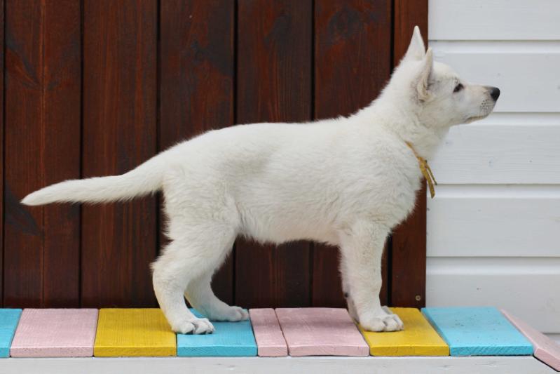 Feyuni of Shadasa | White Swiss Shepherd Dog 