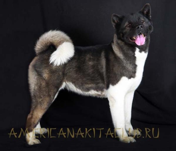 Givenchy Russtar | Akita 