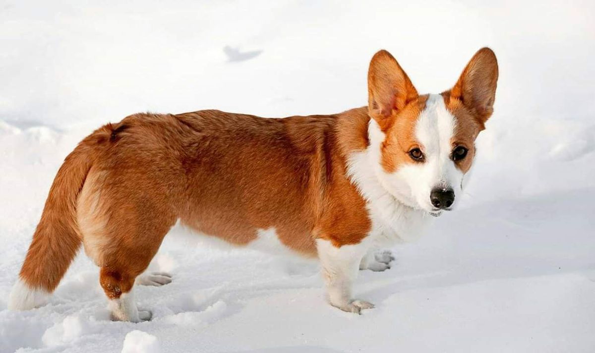 Ingermanlandija Dominikana | Cardigan Welsh Corgi 