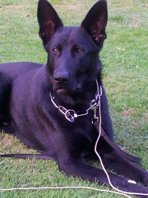 Lukay van arne's hoeve | German Shepherd Dog 