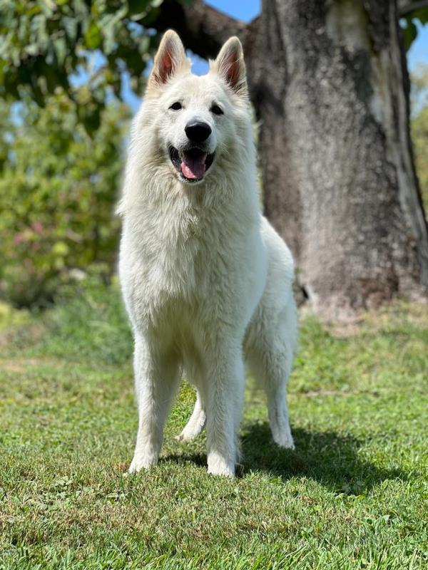 Zeus di Chiara Sorgente | White Swiss Shepherd Dog 