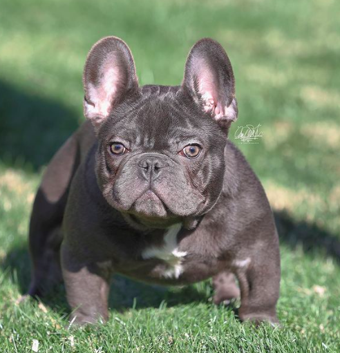 TNT Eeyore | French Bulldog 