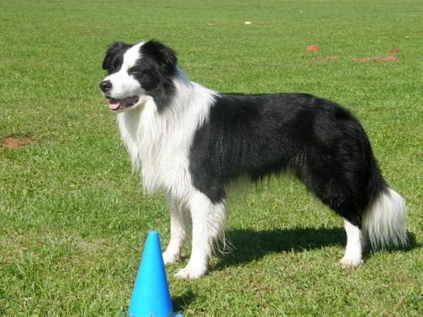 Candy Runner Hardy Horde | Border Collie 