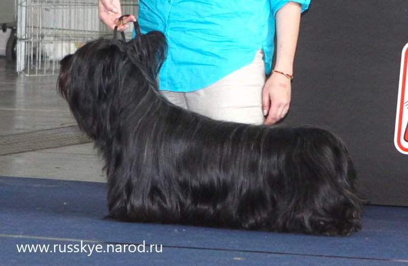 Feorlig Frankly My Dear | Skye Terrier 