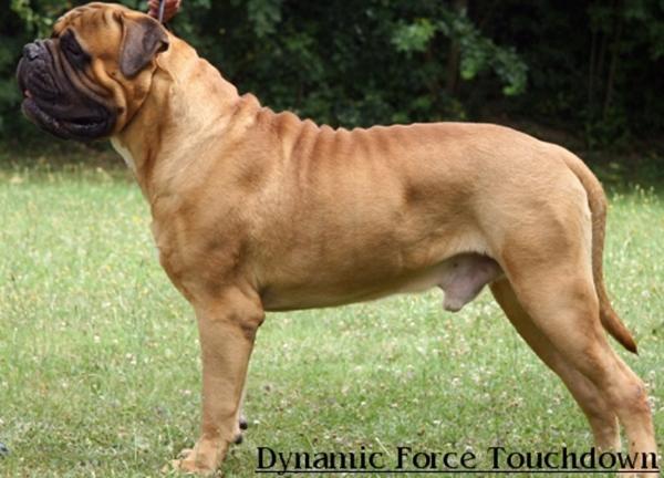 Dynamic force Touchdown | Bullmastiff 