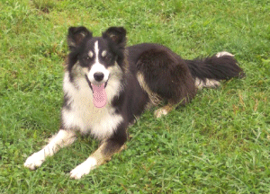 powell's Cricket | Border Collie 