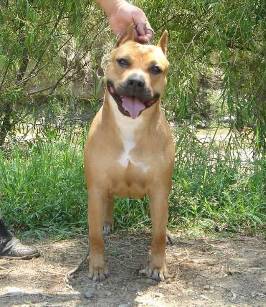 Lila Downs Santos | American Staffordshire Terrier 
