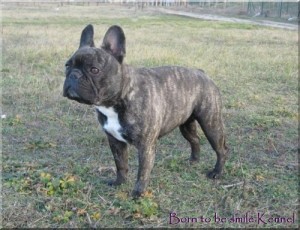 ALCSILIGETI OPIUM | French Bulldog 