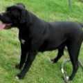 Spitsvuur Radja | African Boerboel 