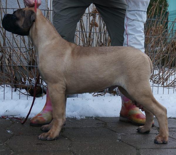 Legionas Future King | Bullmastiff 