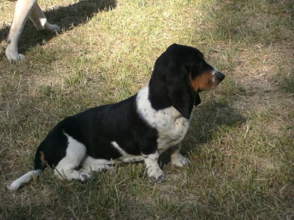 Felicie des terres des forges | Basset Hound 