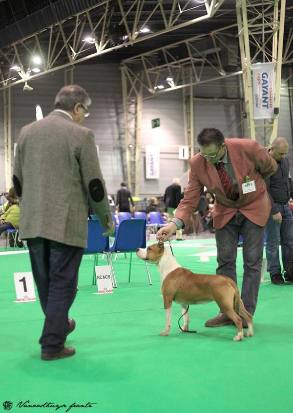 Happy Madgix Beautyful Staff | American Staffordshire Terrier 