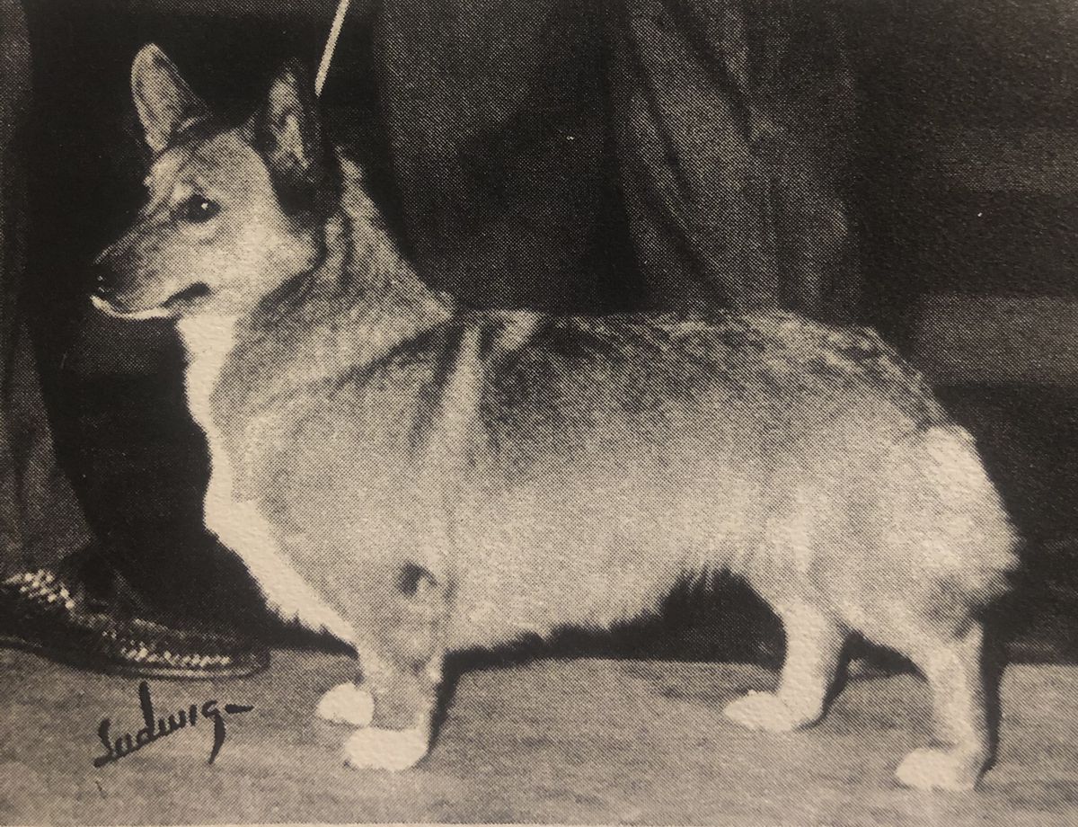 Llyswen of Jet-O | Pembroke Welsh Corgi 