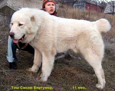 Tosh Sanam Birtumor | Central Asian Shepherd Dog 