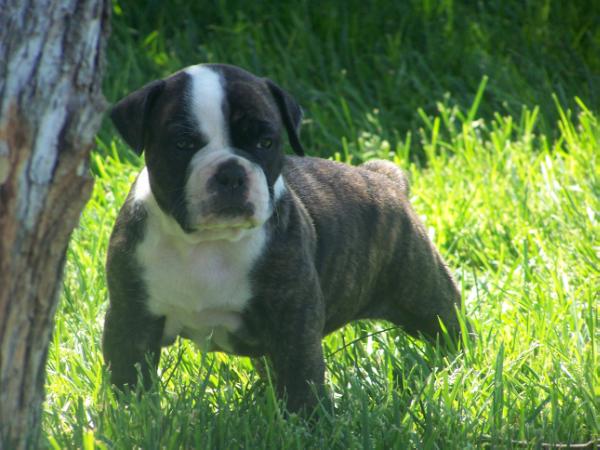 Copeland's Loretta | Olde English Bulldogge 