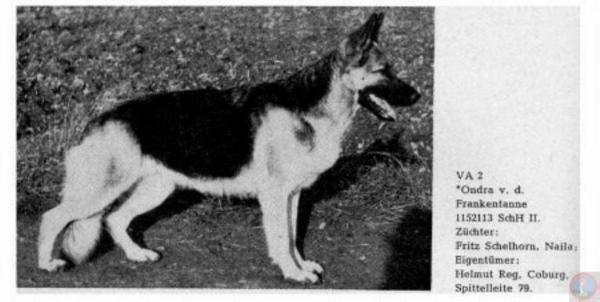 Ondra von der Frankentanne | German Shepherd Dog 