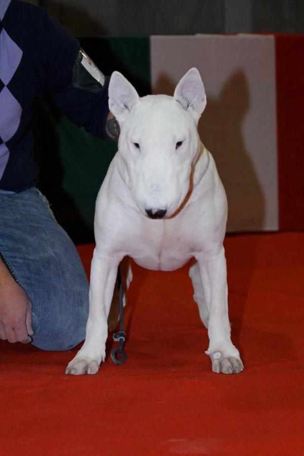 Adoneatmattiucci | Bull Terrier 