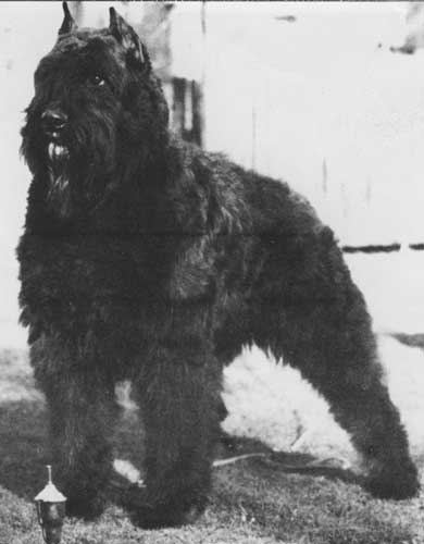 Monsin Ilya v.h. Woudseind | Bouvier des Flandres 