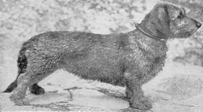 Retl von Oetting | Dachshund 