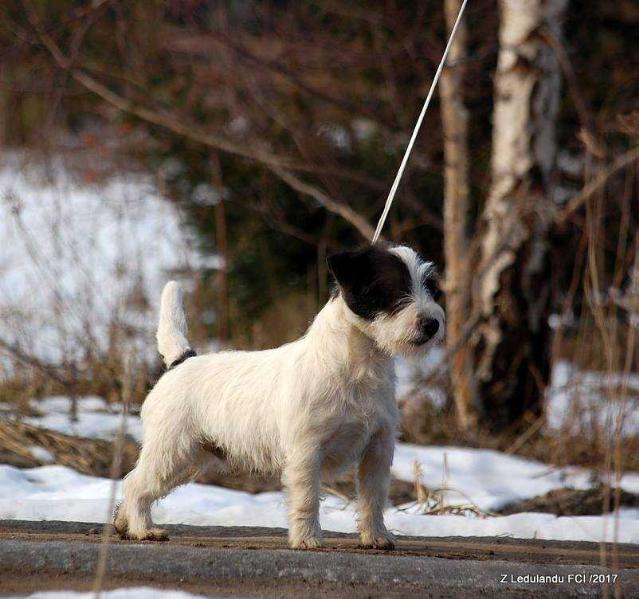 GARDASH IZ RADOLJA | Jack Russell Terrier 