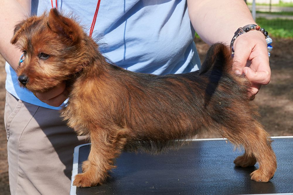 YAKOGOR EURIBIA | Australian Terrier 