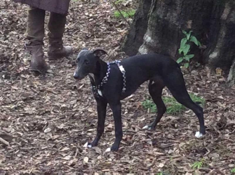 LORD OF THE RINGS de la Côte des Lutins | Whippet 