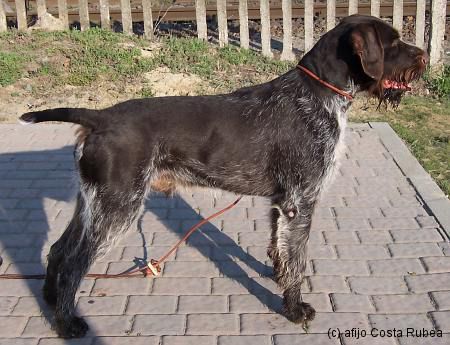 Giove di Costa Rubea | German Wirehaired Pointer 