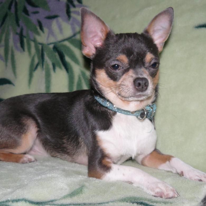 MINI KURAZH UNIKAL'NIY MALISH | Chihuahua 