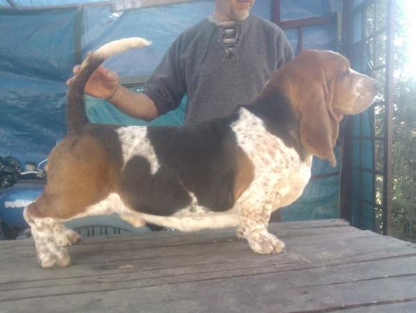 best winner for lagombroso | Basset Hound 