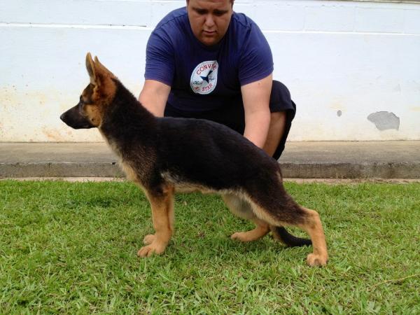 Sonny do Sítio Capelinhas | German Shepherd Dog 