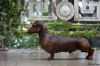 Rasan Hill Sheded strand | Dachshund 