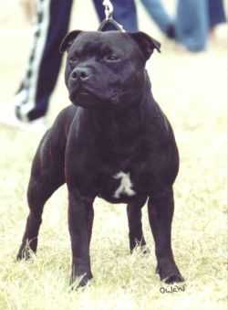 Karmady Voodo Man | Staffordshire Bull Terrier 