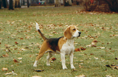 Dialynne Theo | Beagle 