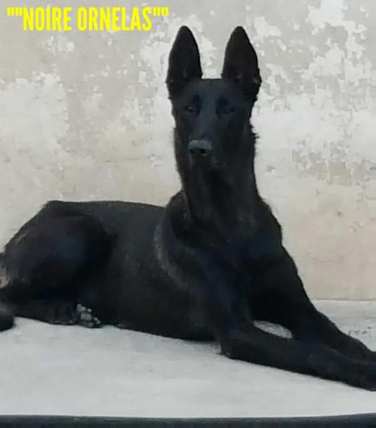 NOIRE ORNELAS | Belgian Malinois 