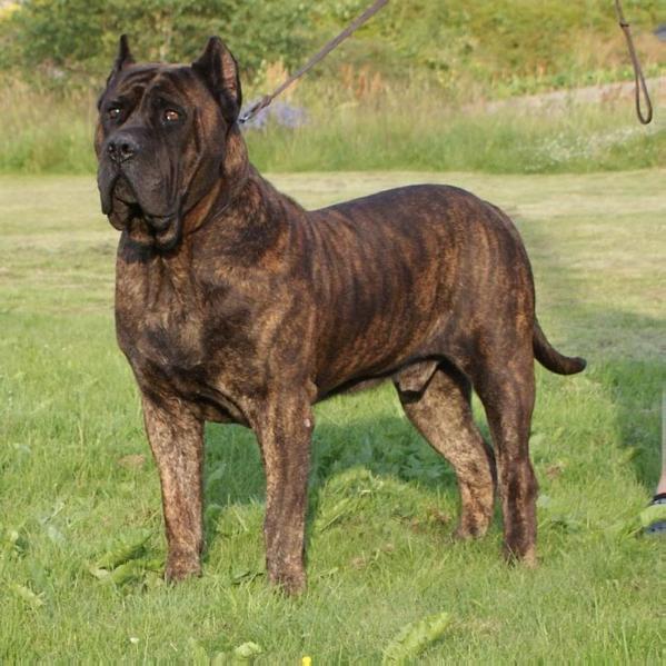 Krom de Abanicos de Jarama | Perro de Presa Canario 