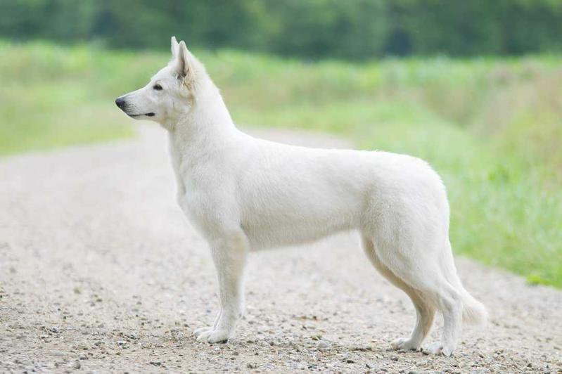 Eymji Mahalo | White Swiss Shepherd Dog 